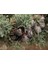 Mavi Servi Cupressus Arizona Tohumu – 100 Gr. 5