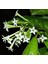 Melisa Çiçeği Cestrum Nocturnum 3 Adet 1