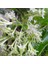 Melisa Çiçeği Cestrum Nocturnum 3 Adet 2