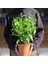 Melisa Çiçeği Cestrum Nocturnum 3 Adet 3