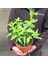 Melisa Çiçeği Cestrum Nocturnum 3 Adet 4