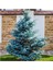 Mavi Ladin (Picea Pungens Glauca) 2 Adet 100 cm 1