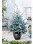 Mavi Ladin (Picea Pungens Glauca) 2 Adet 100 cm 2