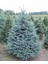 Mavi Ladin (Picea Pungens Glauca) 2 Adet 100 cm 3