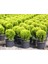 Altuni Mazı Thuja Orientalis Aurea Compacta Nana 3 Adet 3