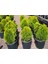 Altuni Mazı Thuja Orientalis Aurea Compacta Nana 3 Adet 4