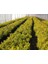 Gold Taflan (Euonymus Japonica Aurea) Canlı Çit Bitkisi 3 Adet 4