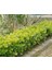 Gold Taflan (Euonymus Japonica Aurea) Sarı Çit Bitkisi 20 Adet 1