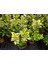 Gold Taflan (Euonymus Japonica Aurea) Sarı Çit Bitkisi 20 Adet 4