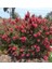 Fırça Çalısı (Callistemon Laevis) 5 Adet 2