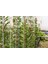 Fırça Çalısı (Callistemon Laevis) 5 Adet 5