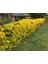 Gold Taflan (Euonymus Japonica Aurea) Canlı Çit Bitkisi 30 Adet 2