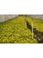 Gold Taflan (Euonymus Japonica Aurea) Canlı Çit Bitkisi 30 Adet 5