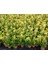 Gold Taflan (Euonymus Japonicus Aurea) Sarı Çit Bitkisi 5 Adet 5