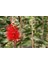 Fırça Çalısı (Callistemon Laevis) 3 Adet 3