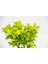 Kırmızı Saksıda Gold Taflan Euonymus 3