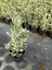 Bravo Taflan Euonymus Japonica Bravo 10 Adet 3