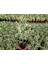 Bravo Taflan Euonymus Japonica Bravo 20 Adet 2