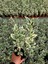 Bravo Taflan Euonymus Japonica Bravo 20 Adet 4