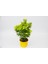 Sarı Saksıda Gold Taflan Euonymus 5 Adet 3