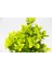 Sarı Saksıda Gold Taflan Euonymus 5 Adet 4
