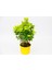 Sarı Saksıda Gold Taflan Euonymus 2 Adet 2