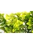 Gold Taflan (Euonymus Japonica Aurea) – Sarı Çit Bitkisi 6’li Dik 1