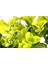 Gold Taflan (Euonymus Japonica Aurea) – Sarı Çit Bitkisi 6’li Dik 4