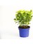 Gold Taflan (Euonymus Japonica Aurea) – Sarı Çit Bitkisi Mavi Sak 3