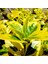 Gold Taflan (Euonymus Japonica Aurea) – Sarı Çit Bitkisi 2’li Dik 3