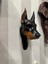 Parlak Siyah Doberman, Köpek Duvar Dekorasyon Ürünü, Dekoratif Duvar Objesi 1