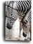 Zebra Cam Tablo Duvar Dekarasyonu 3
