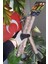 Venty 3 Adet Doğal Papağan Tünek Seti | Macaw, Kakadu, Jako, Amazon, Eklektus, Alex, Konur - M312 Doğal Tünekler 5