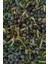 Sofralık Siyah Zeytin %100 Doğal Premium Net 165 Gr. | Doğal Fermente, Katkısız Koruyucusuz 2