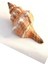 Büyük Boy Deniz Kabuğu Horse Conch 10HC 4