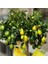 Lime Misket Limon Fidanı 3 Adet - Limequat 1