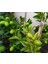 Lime Misket Limon Fidanı 3 Adet - Limequat 2