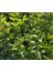 Lime Misket Limon Fidanı 3 Adet - Limequat 3