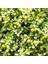 Lime Misket Limon Fidanı 3 Adet - Limequat 4