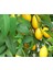 Lime Misket Limon Fidanı 3 Adet - Limequat 5