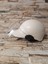 Jokey Kask 2