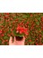 Begonya Çiçeği Kırmızı Begonıa Semperflorens 45 Adet 2