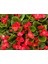 Begonya Çiçeği Kırmızı Begonıa Semperflorens 45 Adet 3