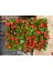 Begonya Çiçeği Kırmızı Begonıa Semperflorens 45 Adet 4