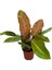 Philodendron 'Prince Of Orange' 1