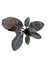 Philodendron 'black Cardinal' 2