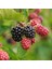 Tüplü Erkenci Blackberry Böğürtlen Fidanı 1