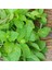 Sunagri Nane Tohumu - Aromatik, Tıbbi Özellikli, Çok Yıllık, Kolay Yetiştirilir 2