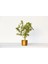 Bonsai Buxus - Hediyelik Bonsai (Orange Saksı) 1