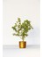 Bonsai Buxus - Hediyelik Bonsai (Orange Saksı) 2